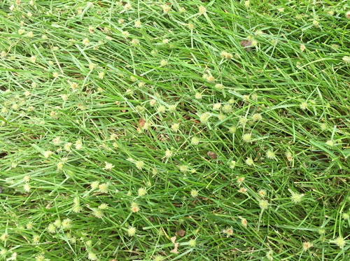 Green Kyllinga Weeds